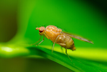 fly on leaf