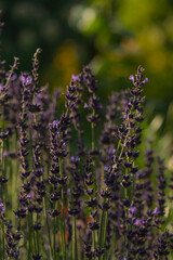 Lavender field in full bloom vertical