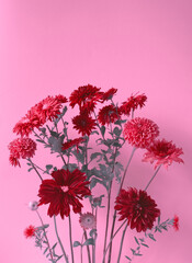 Pink flowers bunch on pink background. Pink and red dahlia flowers. Pink daisy bouquet. Pink...