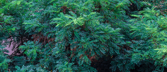 Lush green foliage creating a vibrant natural backdrop