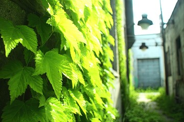 Sunny alleyway, vibrant greenery climbing a stone wall