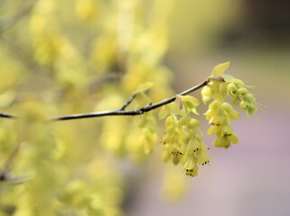 3月に咲いた淡く黄色い土佐水木（トサミズキ）の花