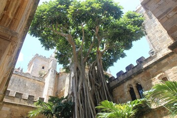 Lush tree in a historic courtyard