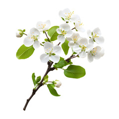 Obraz premium Beautiful Blossoming Flowering Branch Close-up for Natural Background