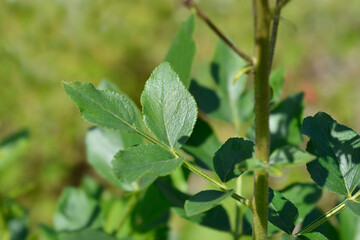 Burning bush leaves - Latin name - Dictamnus albus