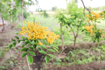 Bright yellow padauk flowers bloom on the top of the tree, along with the green leaves of the tamarind tree.