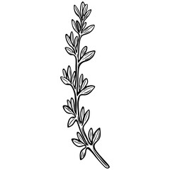 A sprig of thyme in art line style