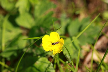 small yellow flower with an insect sitting on it macro photo
