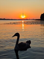 Swan at sunset, Riga, Latvia – 30 July 2025