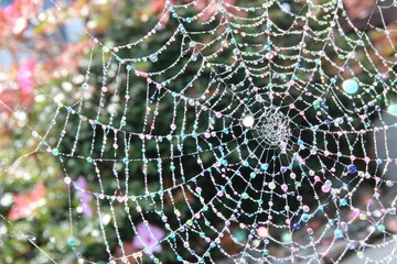 Naklejka premium Dew-kissed spiderweb, vibrant colors