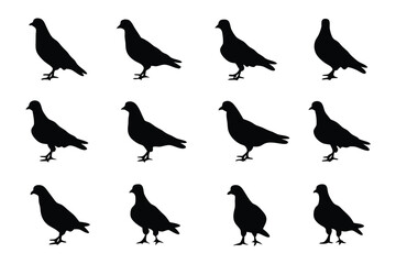 A Flock of Pigeons Silhouettes: A striking, monochromatic silhouette showcases a flock of pigeons in various stances and poses, a versatile graphic for a range of uses.