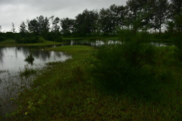 A lone tamarisk tree stands in a lush green field under a cloudy sky.