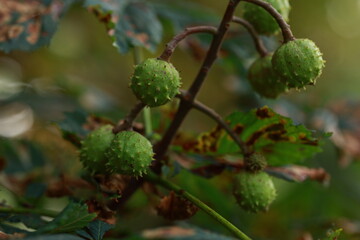 green chestnuts nature background