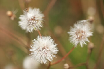 flower of a dandelion macro flower background