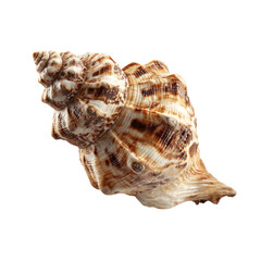 Obraz premium Close-up of a seashell, light beige with brown stripes and ridges, intricate spiral whorls