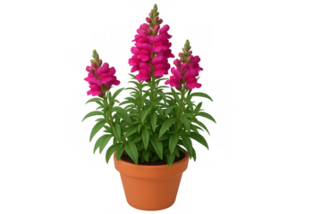 Pink snapdragon flowers thriving in a terracotta pot, isolated on a transparent background, perfect for design projects