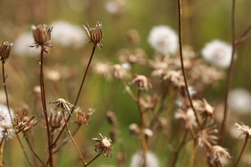 thistle in the grass