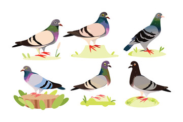 Pigeons Poses: A charming cartoon presents a flock of pigeons, each gracefully perched in various poses, showcasing their elegant form and colorful plumage in a dynamic collection.