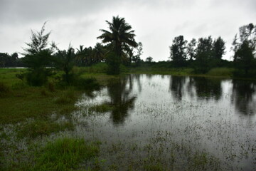 Lush field with coconut and casuarina trees reflecting in a flooded expanse.