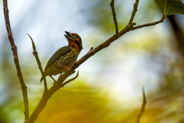 Coppersmith barbet drilling a hole into a tree