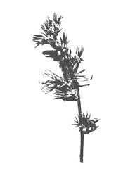 Twig Chicory flower and inflorescence imprint, stamp of real flower on white background. Botanical silhouette.