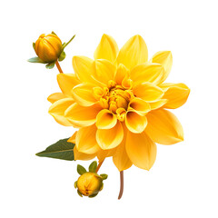Vibrant Yellow Flower Bloom with Buds Isolated on White Background