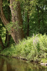 Obraz premium river big trees and purple wild lavender flowers in the grass nature photography