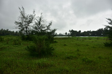 A lone tamarisk tree stands in a lush green field under a cloudy sky.