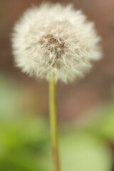 dandelion seed head