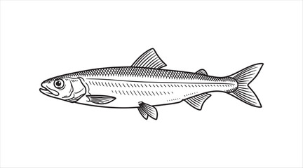 Fototapeta premium Plain black outline vector art. European smelt fish. Seafood. Ink drawing