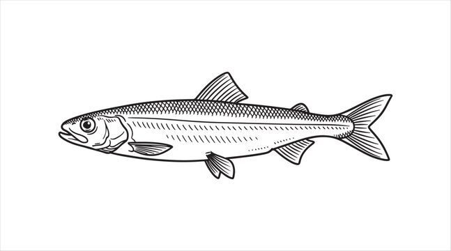 Plain black outline vector art. European smelt fish. Seafood. Ink drawing

