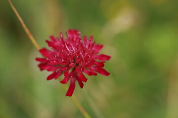 red flower