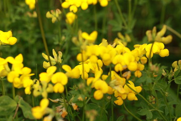 small yellow wildflowers in the grass macro shot