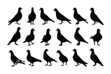 Silhouette Pigeons: A graphic collection of pigeon silhouettes in a range of poses. Perfect for design and conceptual projects.
