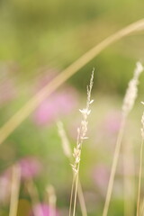 spikelets of grass on a blurred background