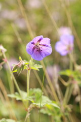 Fototapeta premium blue wildflower macro on a blurred background