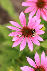 bee on flower macro shoot