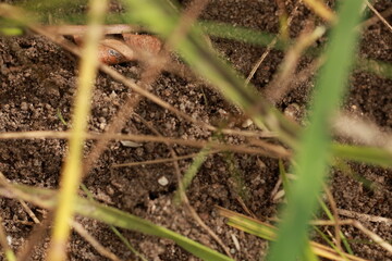ants on the ground
