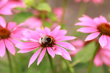 bumblebee on a pink flower on a blurred background 