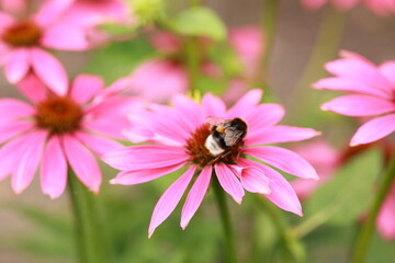 bee on pink flower on a blurred background