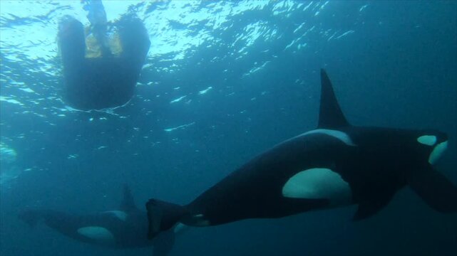 A pod of orcas led by two massive males passes between the underwater camera and the ocean surface where a drifting boat floats. Filmed from a low angle, ending with a dramatic surface splash.