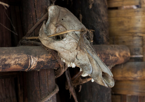 Animal skull in front of a house, Mindat, Myanmar
