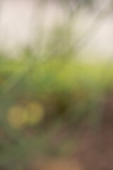 beige green blurred background with a small flower in the corner