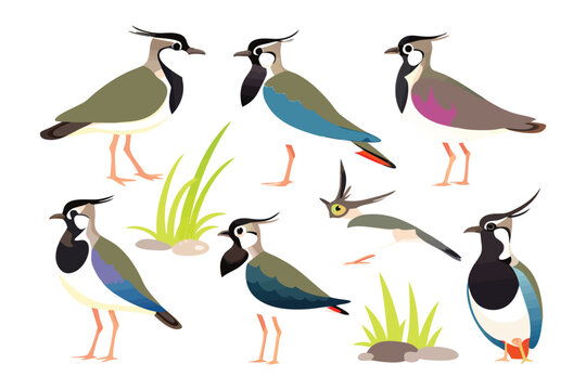 Northern lapwing's poses: An illustrated collection of Northern lapwings in various postures against an inviting background.