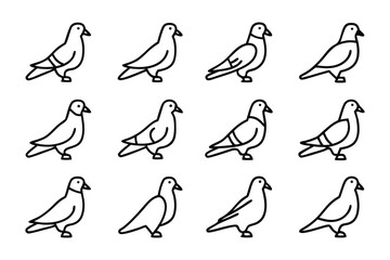 Twelve Pigeons' Lineup: A graphic illustration featuring twelve pigeons arranged, offering a view into the delicate beauty and streamlined elegance of each pigeon.