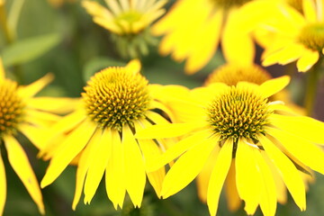 yellow chrysanthemum flowers