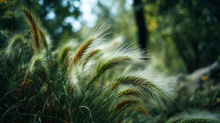 Close-up of foxtail grass with feathery plumes, capturing the soft textures and natural beauty. Green and brown hues blend in a serene botanical scene.