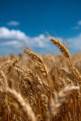 wheat field with blue sky
