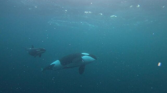 A female orca trains her curious calf in the art of hunting. They dive, interact with the camera, and swim off together. The calf moves clumsily, showing learning behavior in Norway&rsquo;s wild waters.