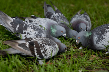 A flock of pigeons is eating on the grass